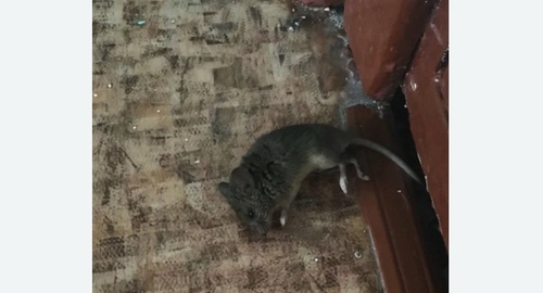 Дезинфекция от мышей в Катав-Ивановске