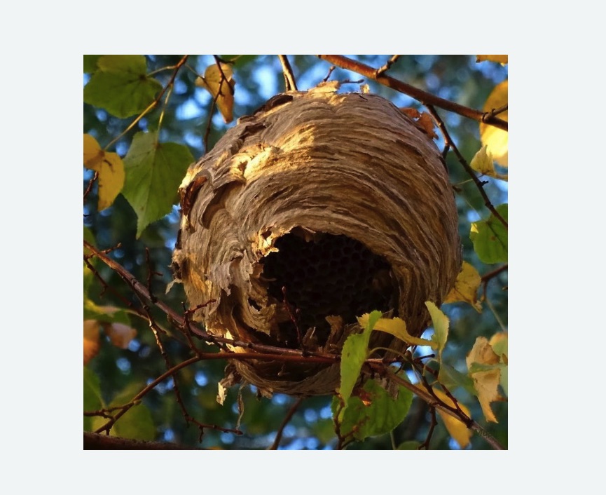 Обработка от шершней в Катав-Ивановске