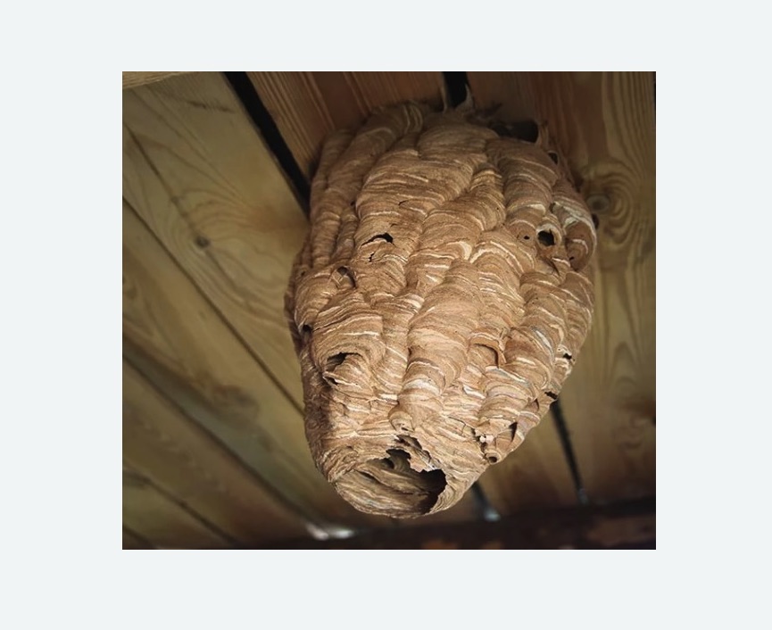 обработка от шершней в Катав-Ивановске