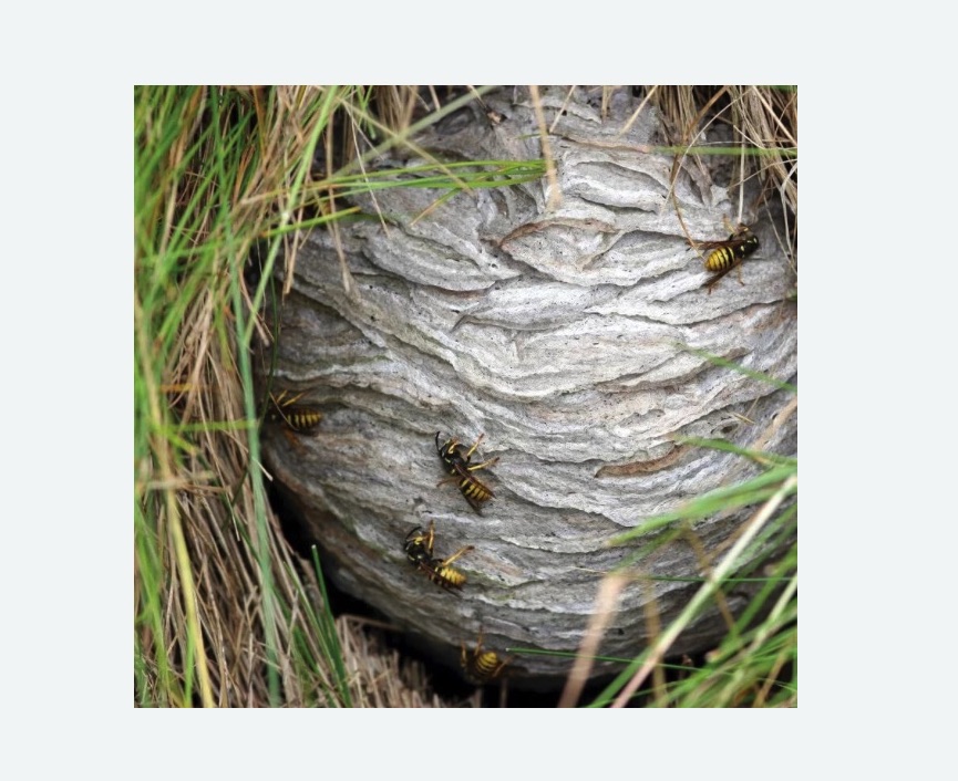 Уничтожение ос и ульев в Катав-Ивановске